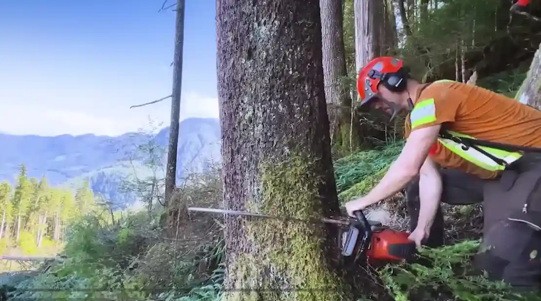 Certified arborist cutting down a tree for a Danville, VA land clearing project